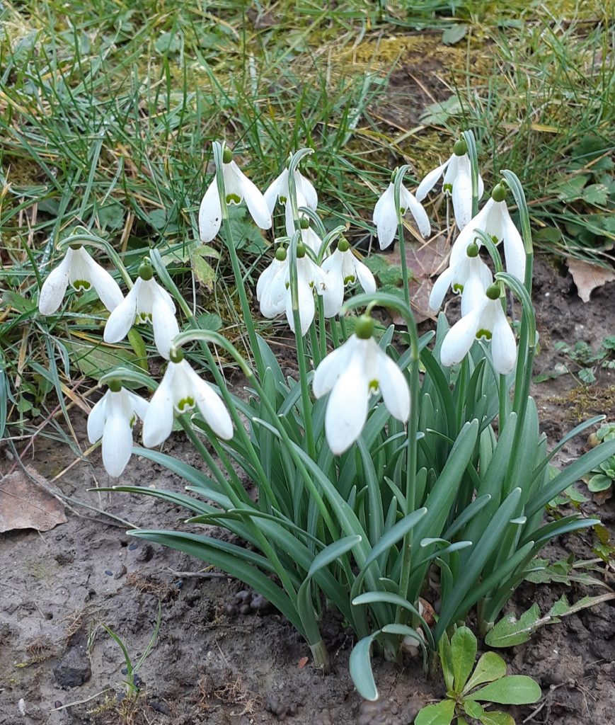 mois de mars
fleur des natifs du mois de mars