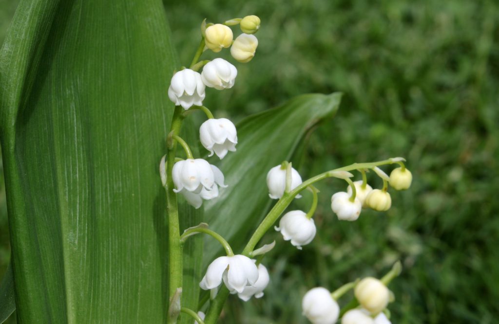 la fleur des natifs du mois de mai c'est la fleur de muguet